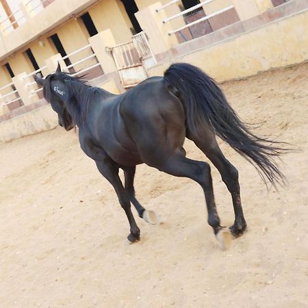 The Farm - Hotel & Horse Riding El El Cairo Exterior foto