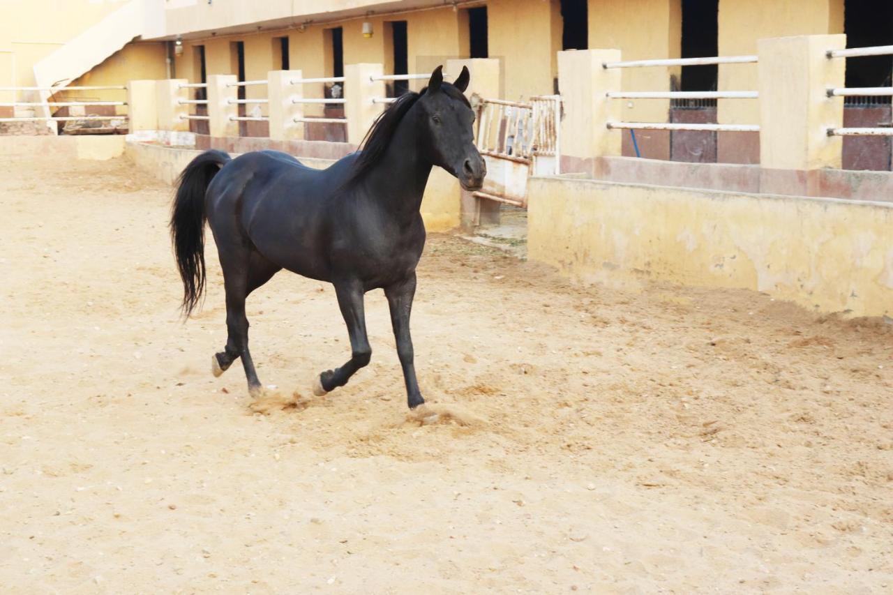 The Farm - Hotel & Horse Riding El El Cairo Exterior foto