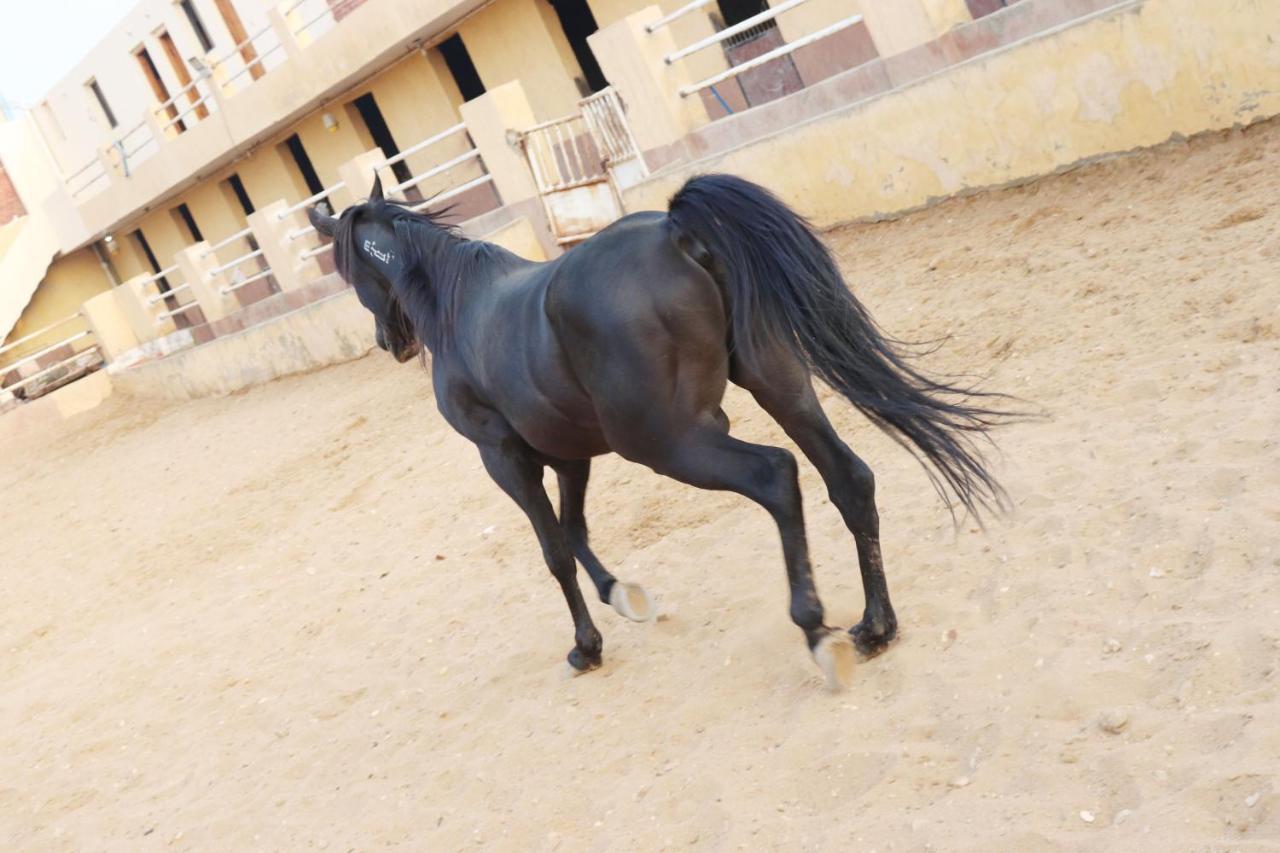 The Farm - Hotel & Horse Riding El El Cairo Exterior foto